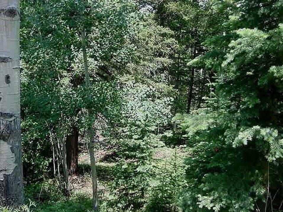 1st image of 1 Acre Year-round Access