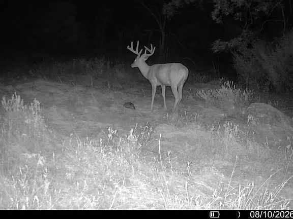 Tomek Deer I