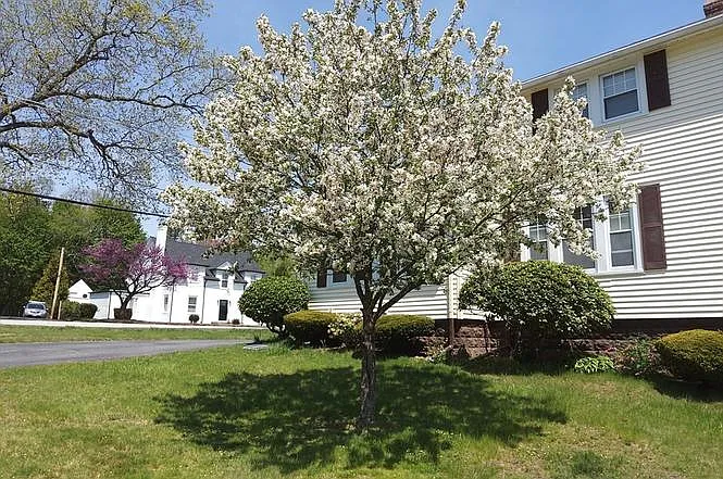 Front Yard