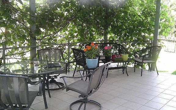 Covered patio edged by grape arbor!