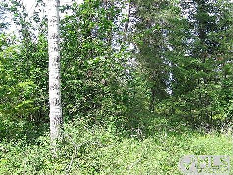 Birch Trees