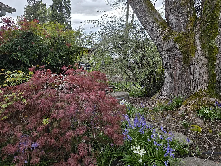 back yard