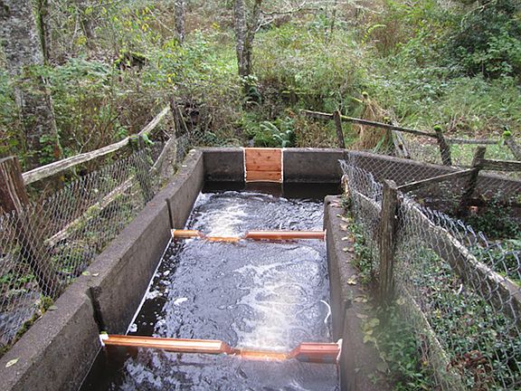 fish ladder