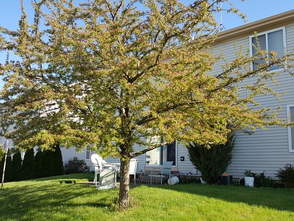 2nd image of 117 Linden Ave
