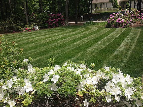 Front yard