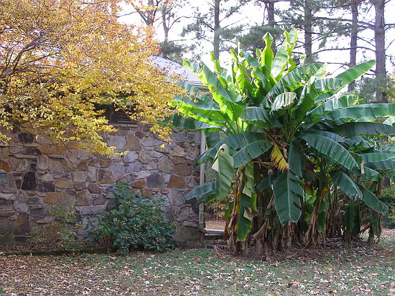 Annual blooming banana trees