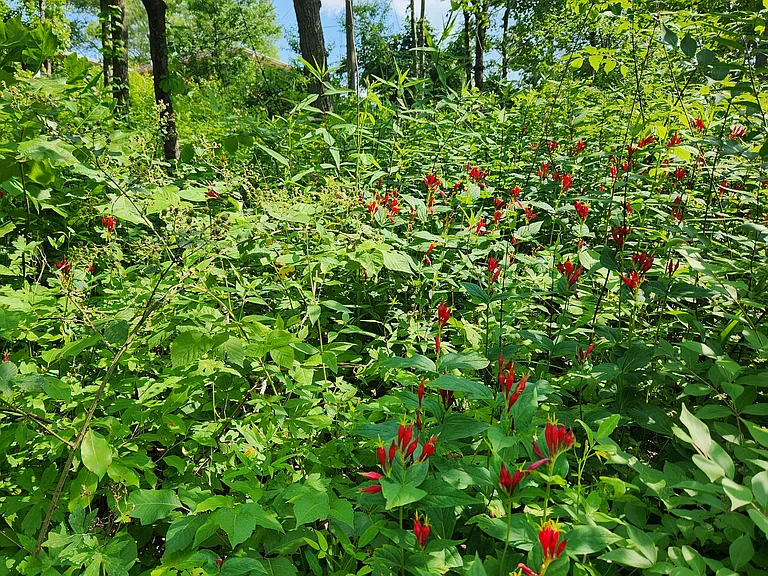 Backyard is mostly a giant perennial garden with all kinds of things including berry bushes.