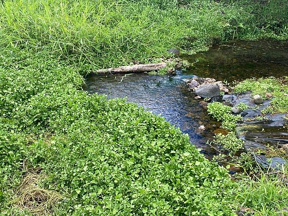 3rd image of 32-460 Wailele Lot 15