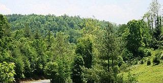2nd image of 1339 Dog Creek Rd