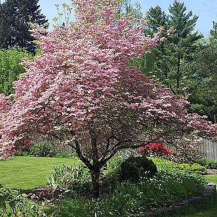 Annton in April
