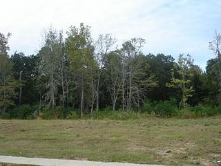 Mature Live Oaks!!!