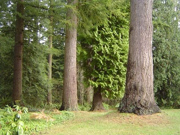 Marketable Timber