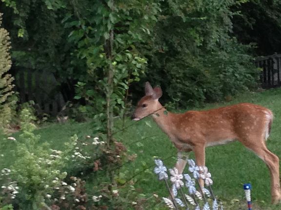 This Baby Deer was Born in the Back Yard