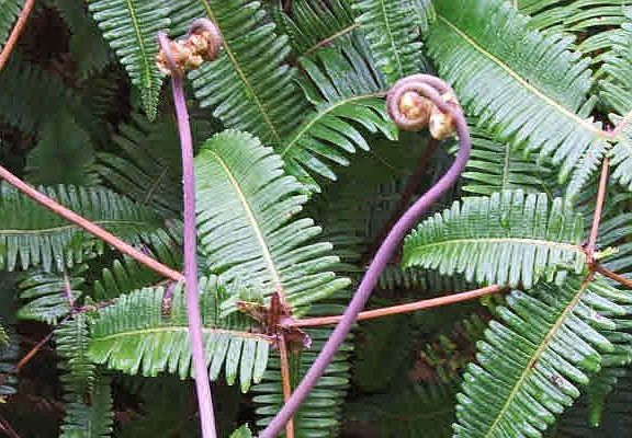 Staghorn fern shoot found on Lot 30.