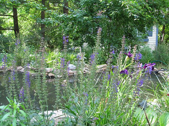 Levender Around the Koi Pond