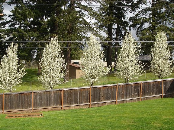 Springtime Backyard