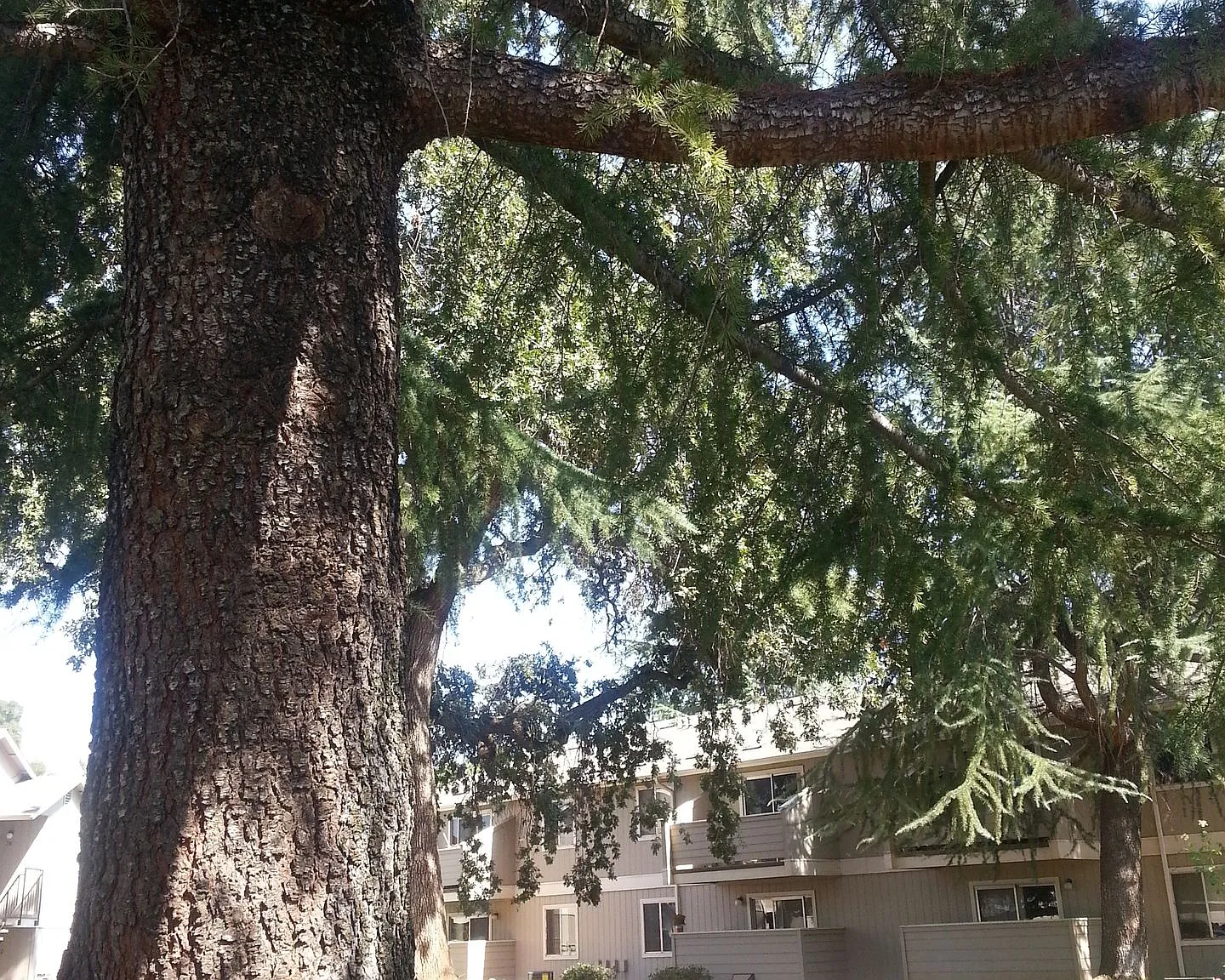 Auburn Creek Apartments — Photo 3