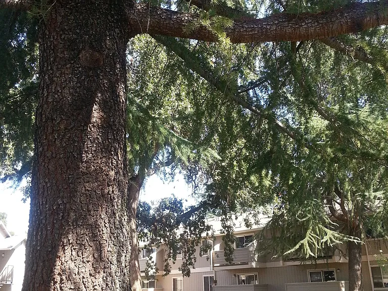 Auburn Creek Apartments — Photo 3