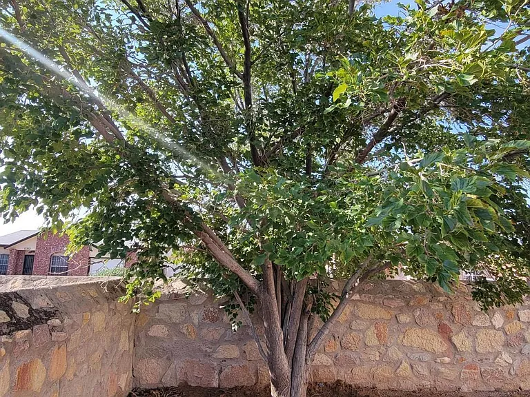 3600 Tierra Meca Dr — Photo 58