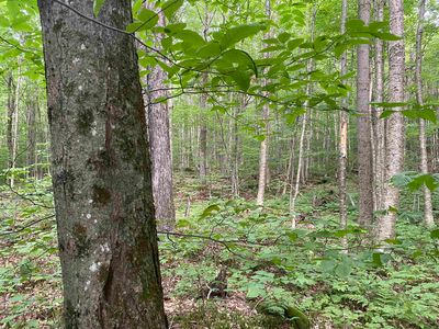 0 Maple Street, North Troy, VT, 05859