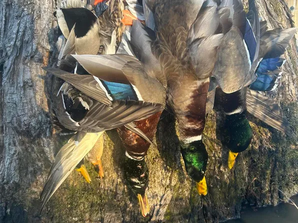County Road 550, Minter City, MS 38944