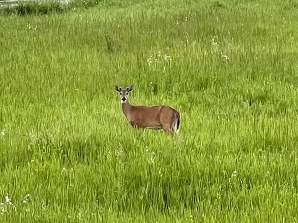 280th St E, Webster, MN 55088