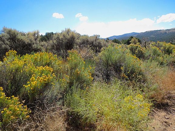 Tall sage and rabbit brush.