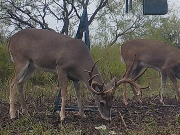 31 County Road 617, Pottsville, TX 76531