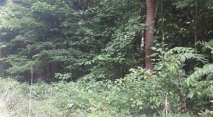 2nd image of 0 Duers Mill Rd