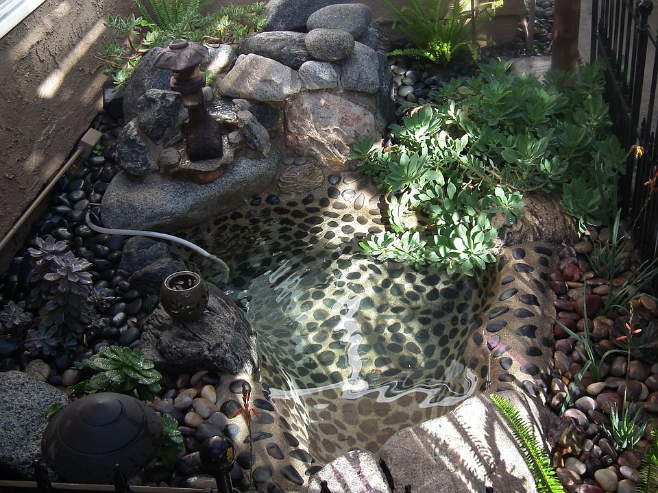 Koi Pond