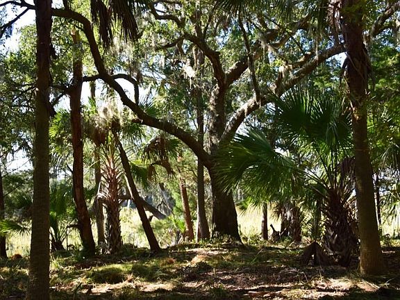 Live oaks