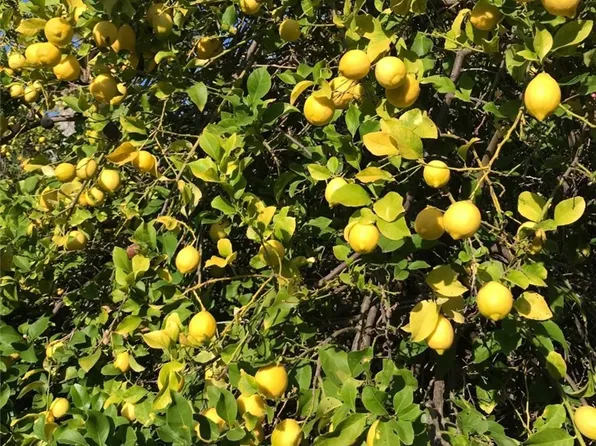 2034 Carancho Rd #7, Temecula, CA 92590