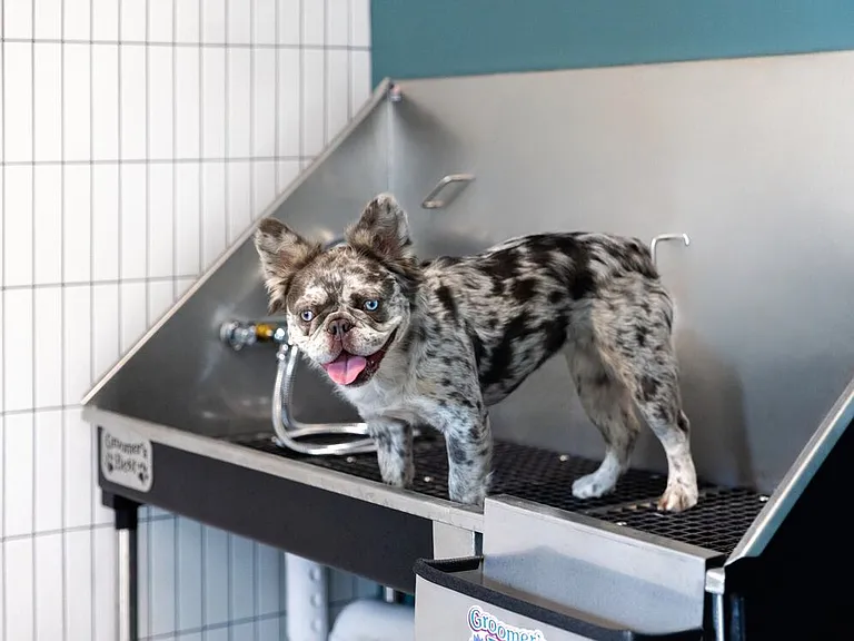 WAG Pet Spa
