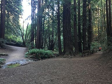 walk to forest from apart