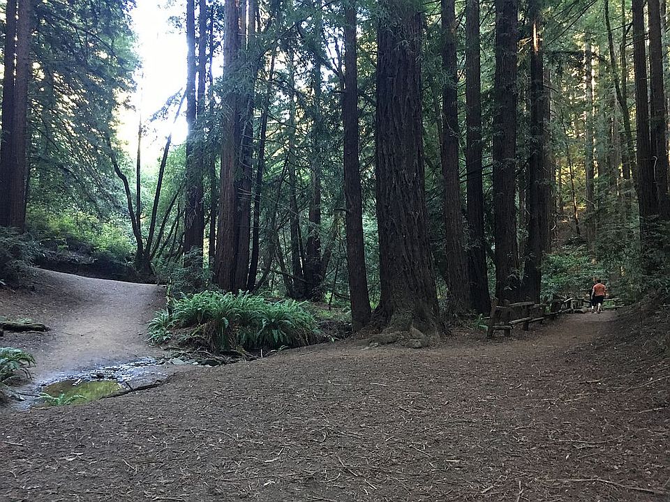 walk to forest from apart