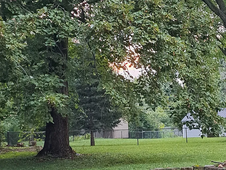 back yard