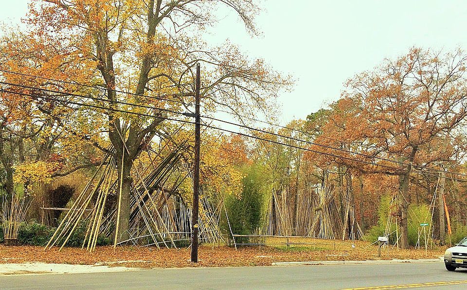 CAPE MAY BAMBOO 856-204-2037