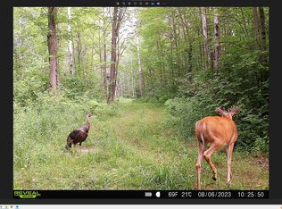 Saindon Rd, Tomahawk, WI 54487