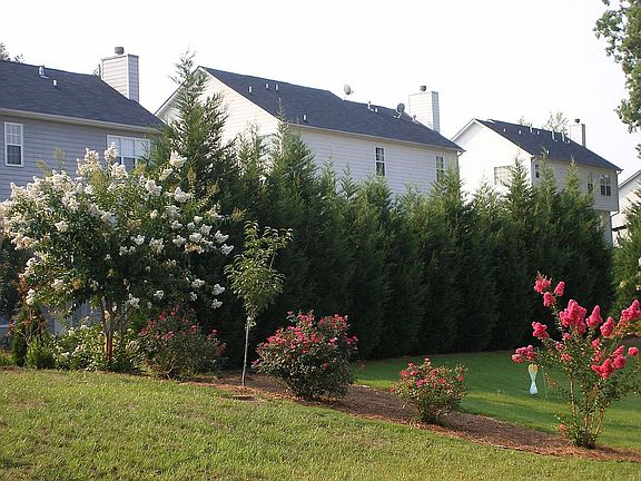 Backyard #2