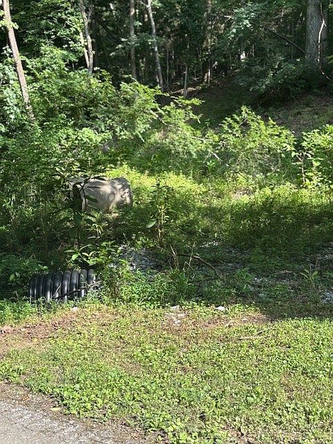 1st image of 0 Seymour Hollow Rd