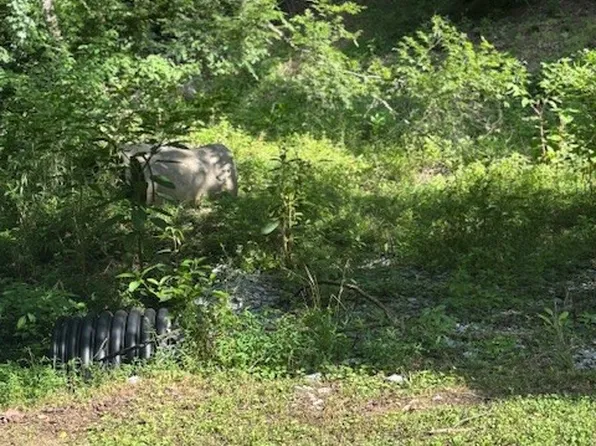0 Seymour Hollow Rd, Whites Creek, TN 37189