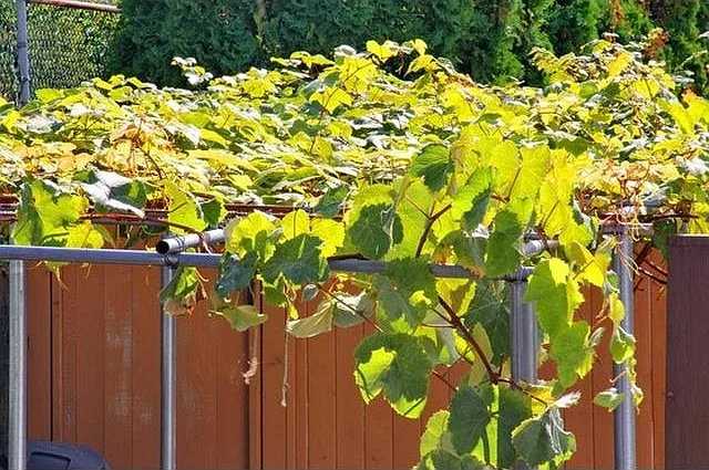 7222 Pandora St #GROUND LEVEL — Photo 19