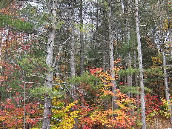 3rd image of 9500 Mentor Road 41.5 Acres