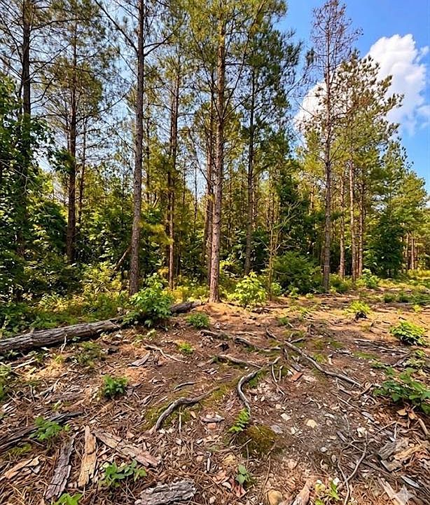 2nd image of 122 Southern Locust Trail