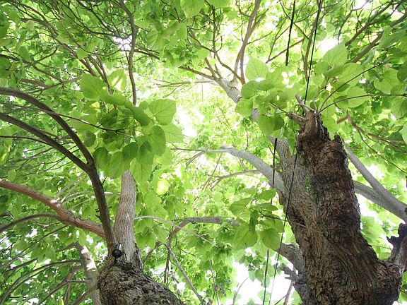 Beautiful Catalpa tree provides coverage from noise and sight of busy 39th St