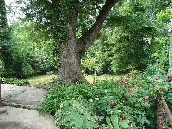 View of the Back Yard