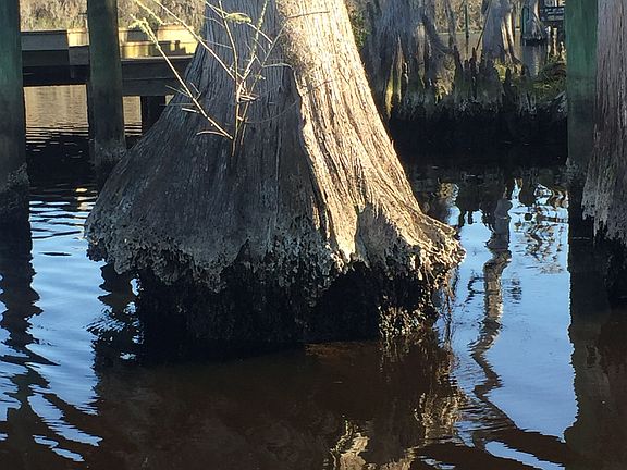 Cypress Trees
