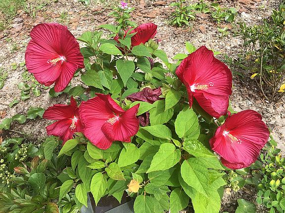 Summer blooms in yard