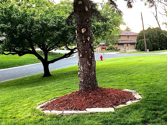 Front Left Side Lawn