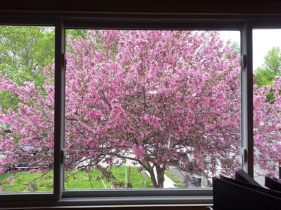 Spring color viewed through new windows.